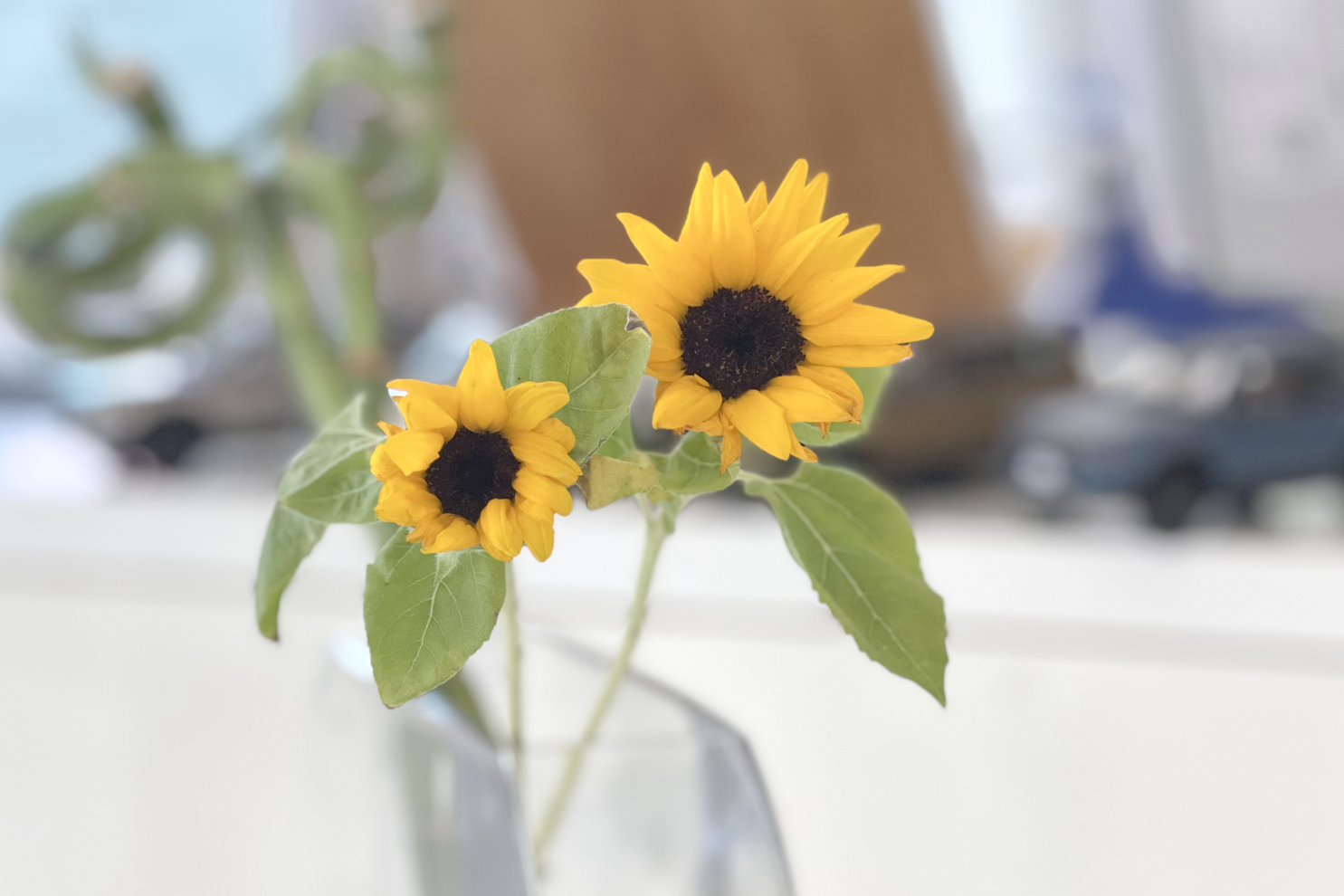 本社の花